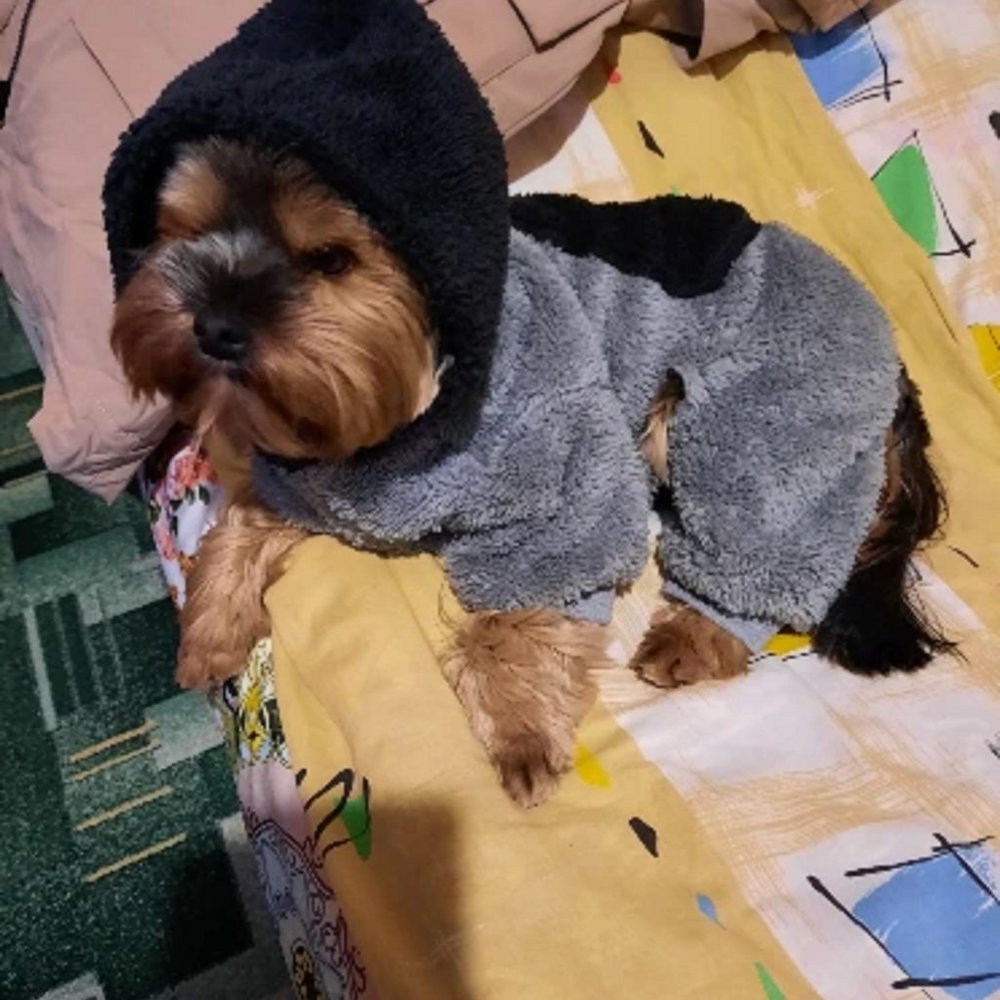 Winter Clothes For Small Medium Dogs and Cats, Jumpsuit For Dogs and Cats - Picture 5 of 8